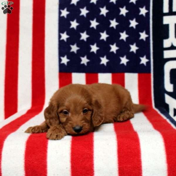 Paxton, Mini Goldendoodle Puppy